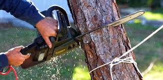 Best Tree and Shrub Care  in Glen Gardner, NJ